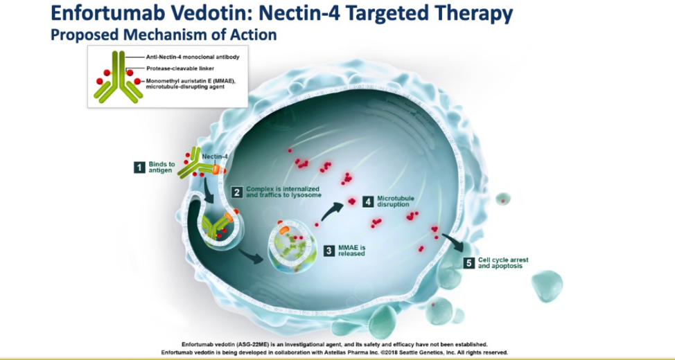 ASCO2019_enfortumabvedotin_6.png
