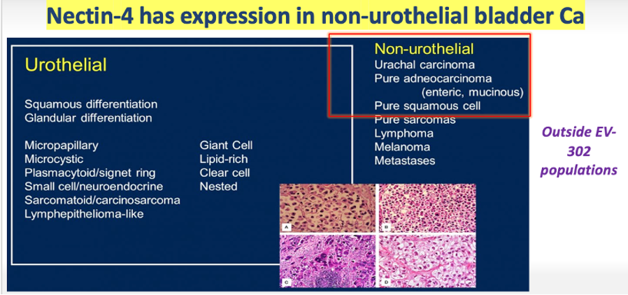 ASCO_2024_Nectin_4expression_v3.png
