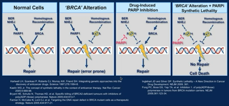 ASCO_GU_PARP_inhibition.png