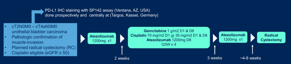 ASCO_muscle-invasive_bladder_cancer.png