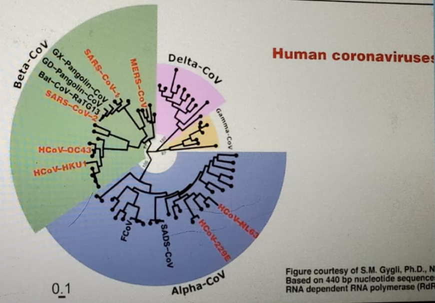 AUA2020_Fauci__1.png