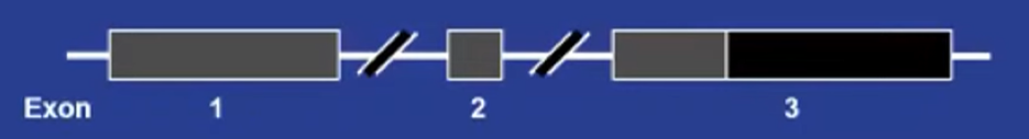 AUAMAY_GeneticBasis_2.png