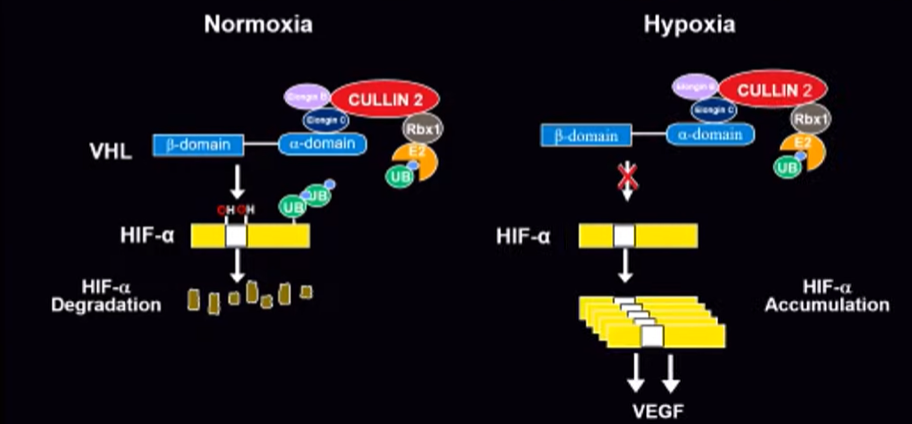 AUAMAY_GeneticBasis_3.png