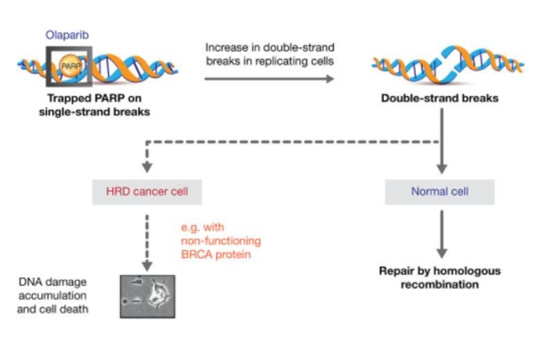 DNA damage