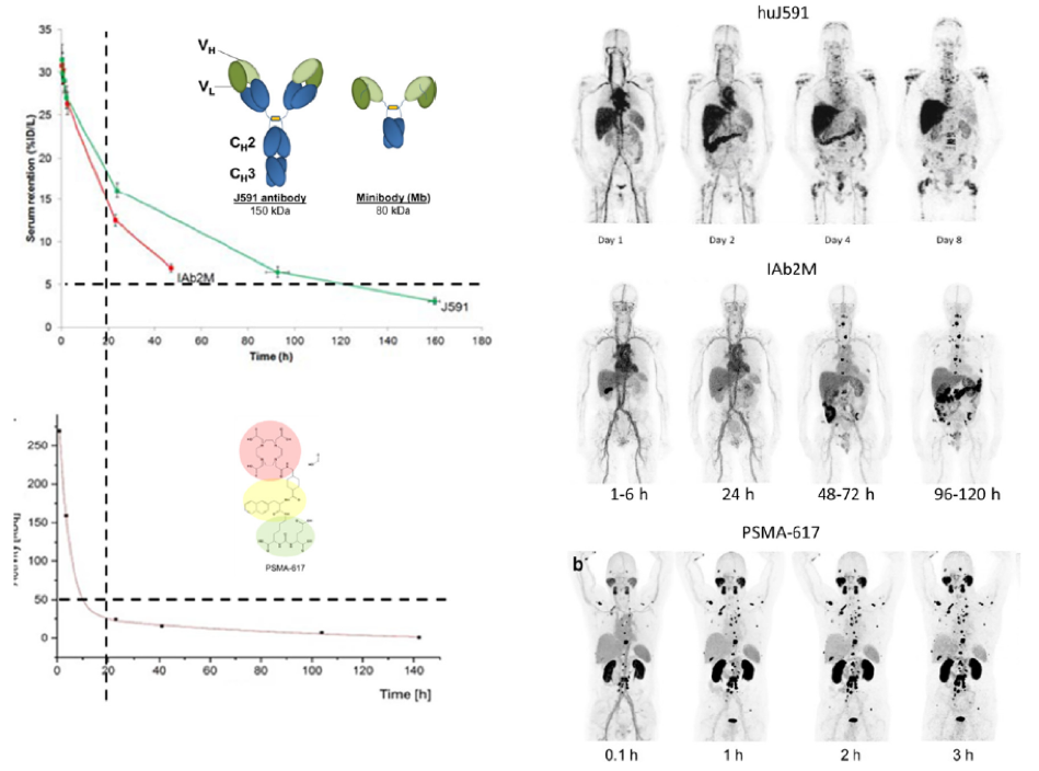 Differences_Antibody_Minibody_AUA2020.png