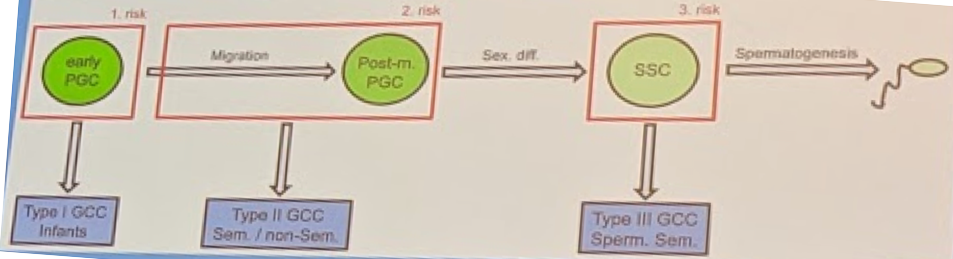 EAU2019 UroToday Testicular Dysgenesis Syndrome 2a