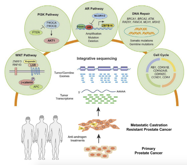 EMUC_genomic_aberrations.png