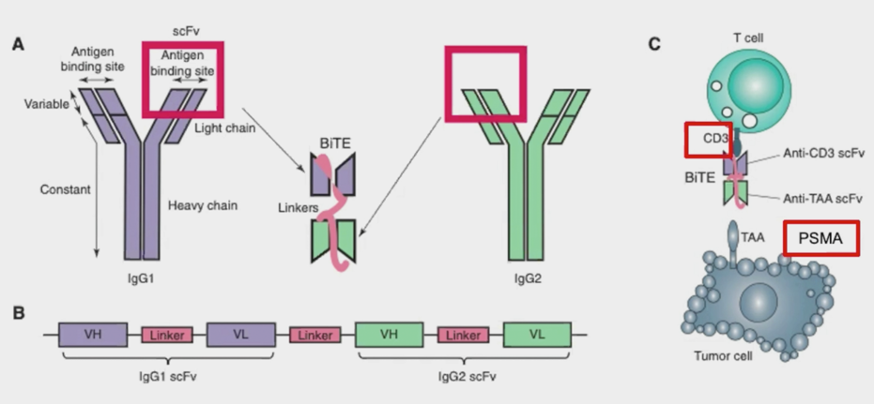 ESMO2020_AMGEN_BiTE_Sternberg_1.png