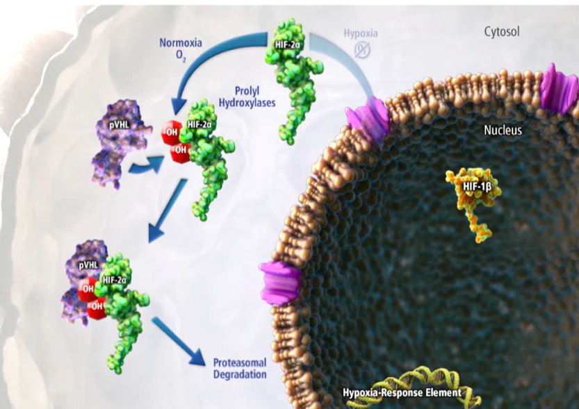 ESMO_HIF-2α.png