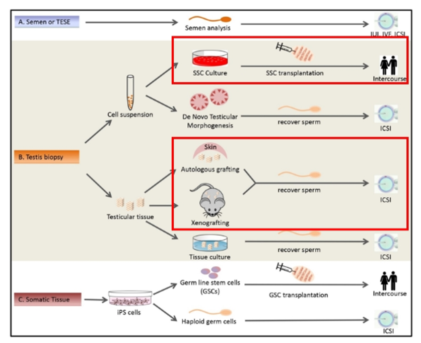 Fertility_schema_testicular_cancer.png