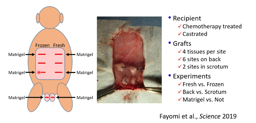 GraftSites_Primate_Research.png