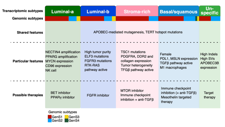 IBCN_molecular_subtypes.png