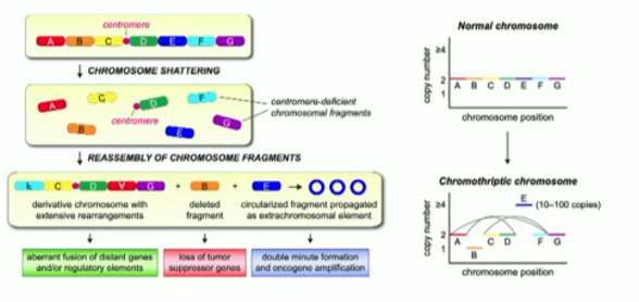 IKCS22_Ly_chromothripsis_on_RCC__1.png