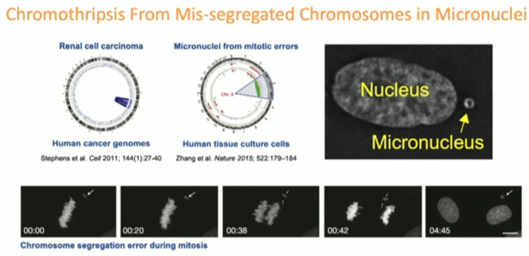 IKCS22_Ly_chromothripsis_on_RCC__3.png