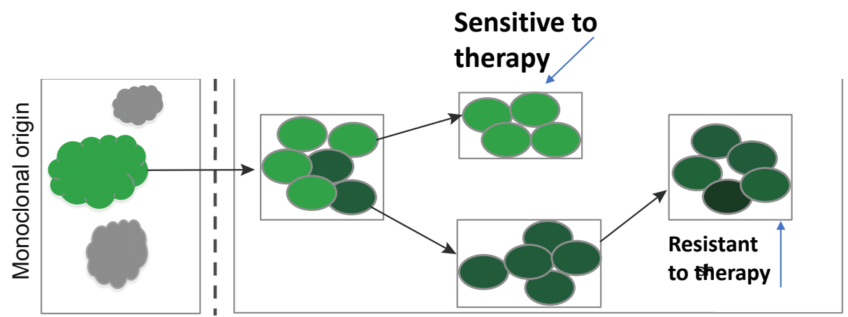 Lesion Progression 2