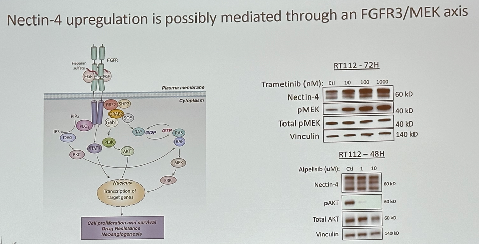 Nectin-4_upregulation_is_possibly_mediated_through_an_FGFR3MEK_axis.jpeg
