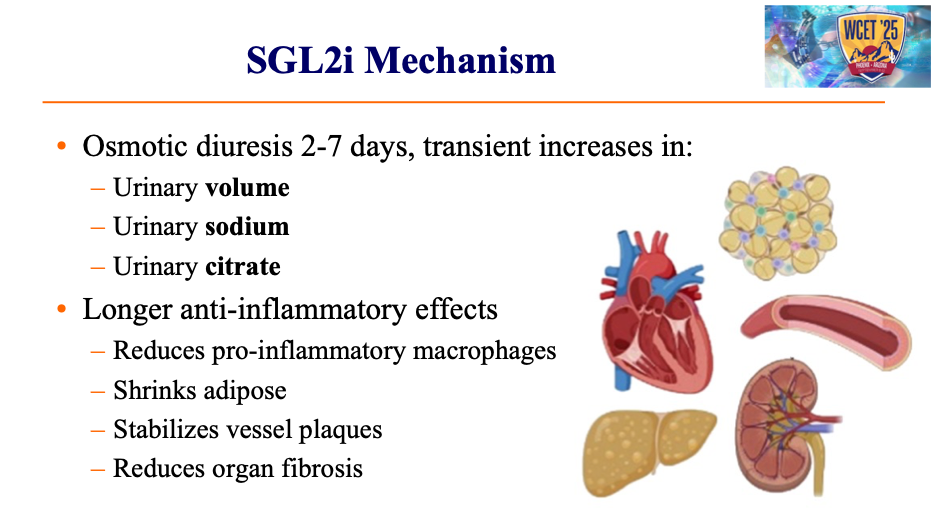 SGLT2_inhibitors.jpeg