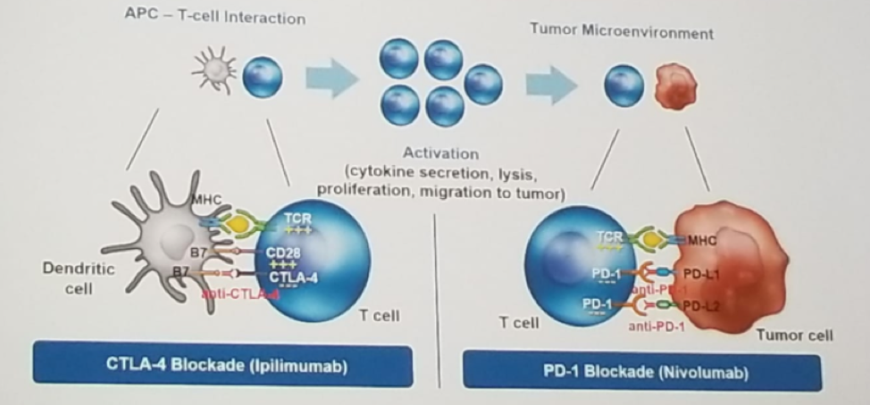 UroToday ESMO2018 Combined immunotherapy blockade