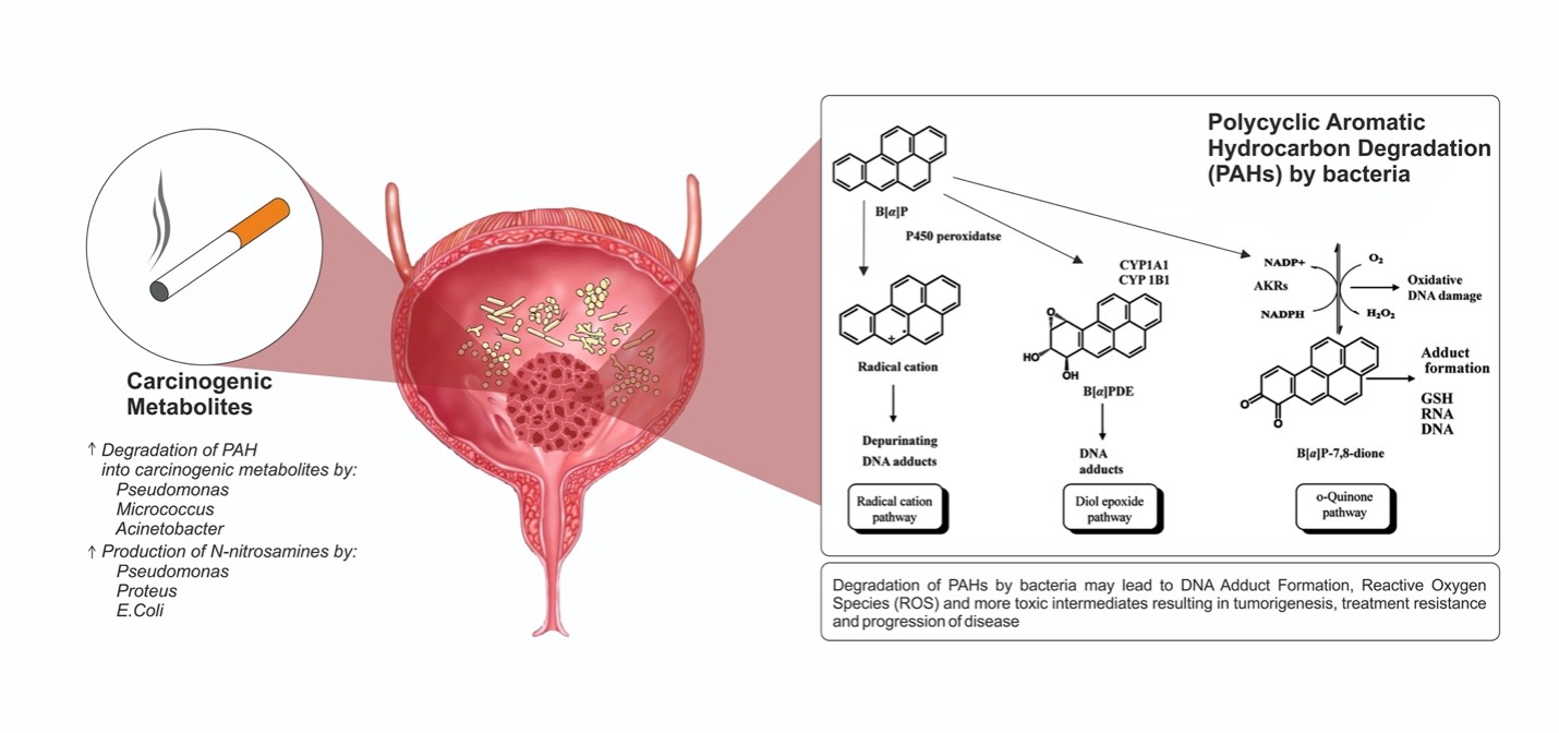 carcinogenic_diagram.jpg