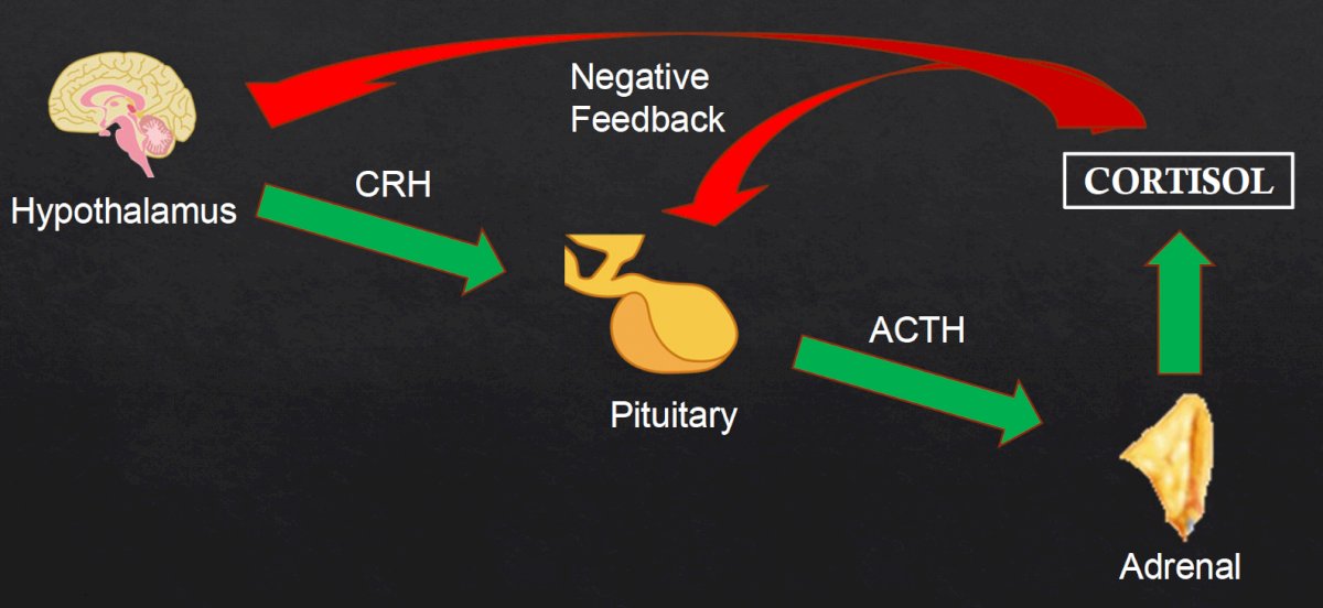 hypercortisolism.jpg
