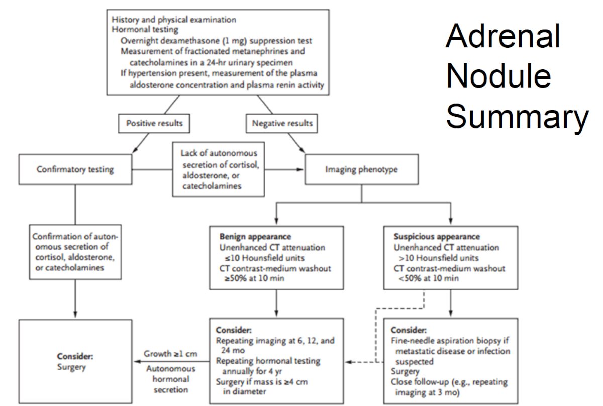 Adrenal Masses-3.jpg