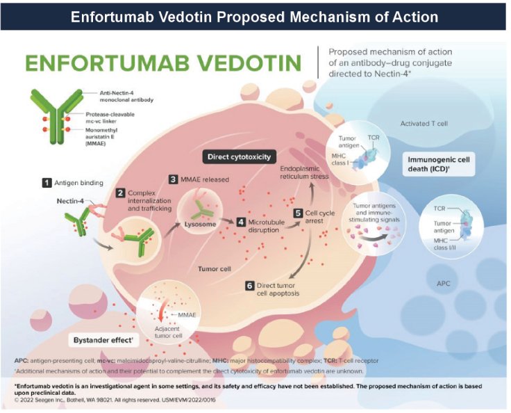 Enfortumab vedotin.jpg