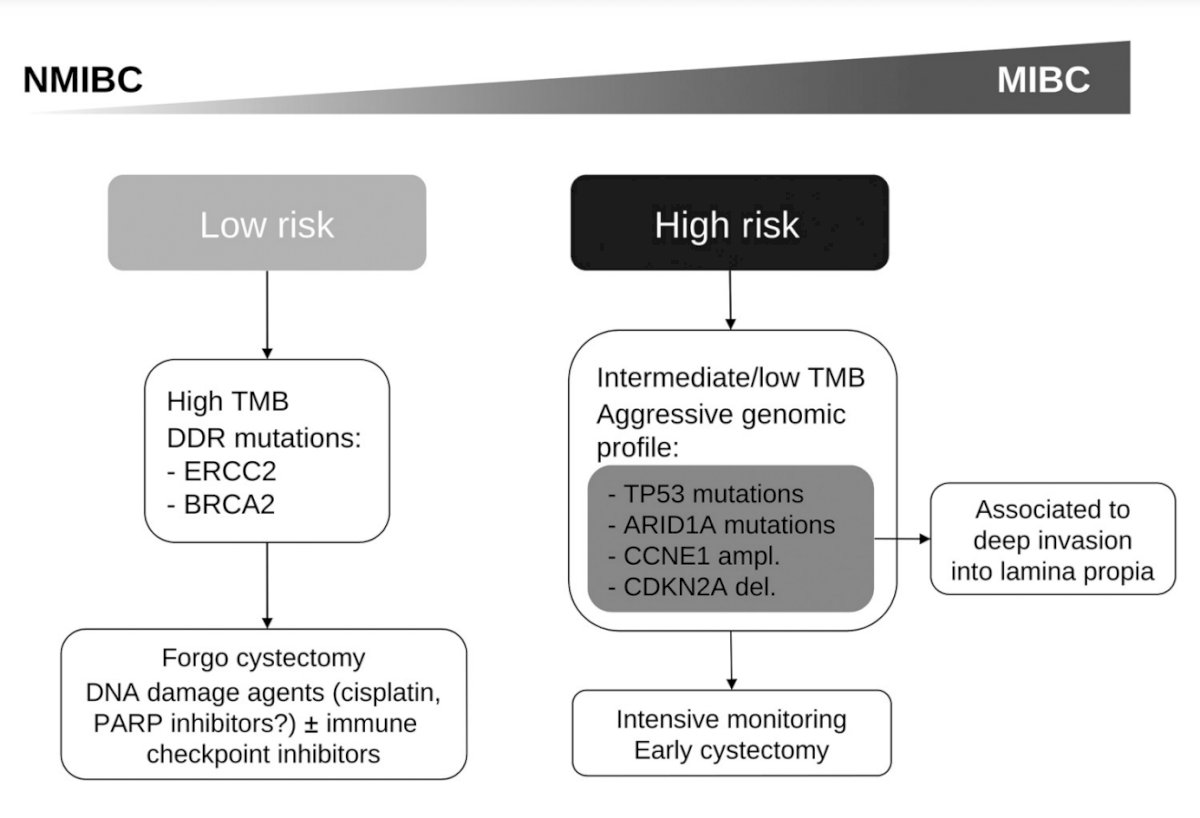 high-risk NMIBC AUA.jpg