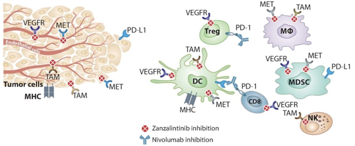 Zanzalintinib illustration