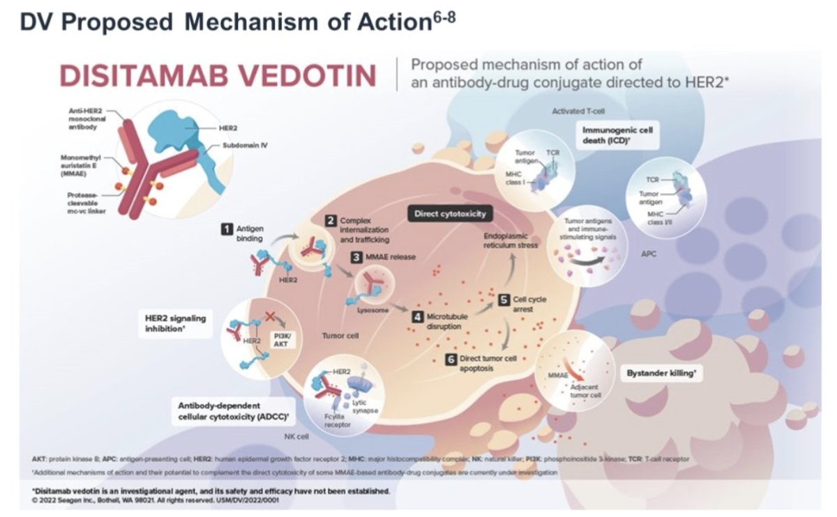 Disitamab vedotin (RC48-ADC)