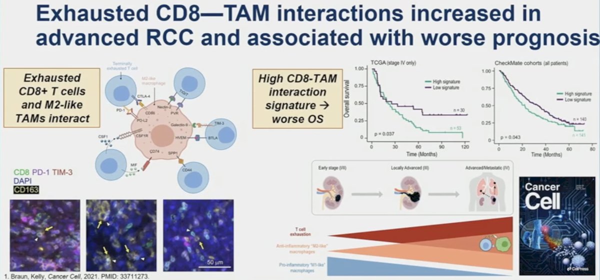 exhausted CD8 cells and M2-like tumor-associated macrophages, which leads to worse prognoses