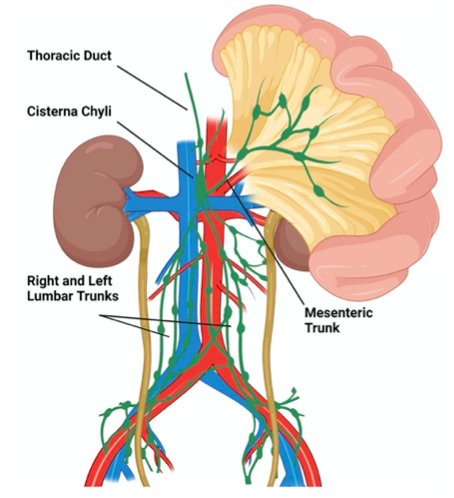 chylous ascites