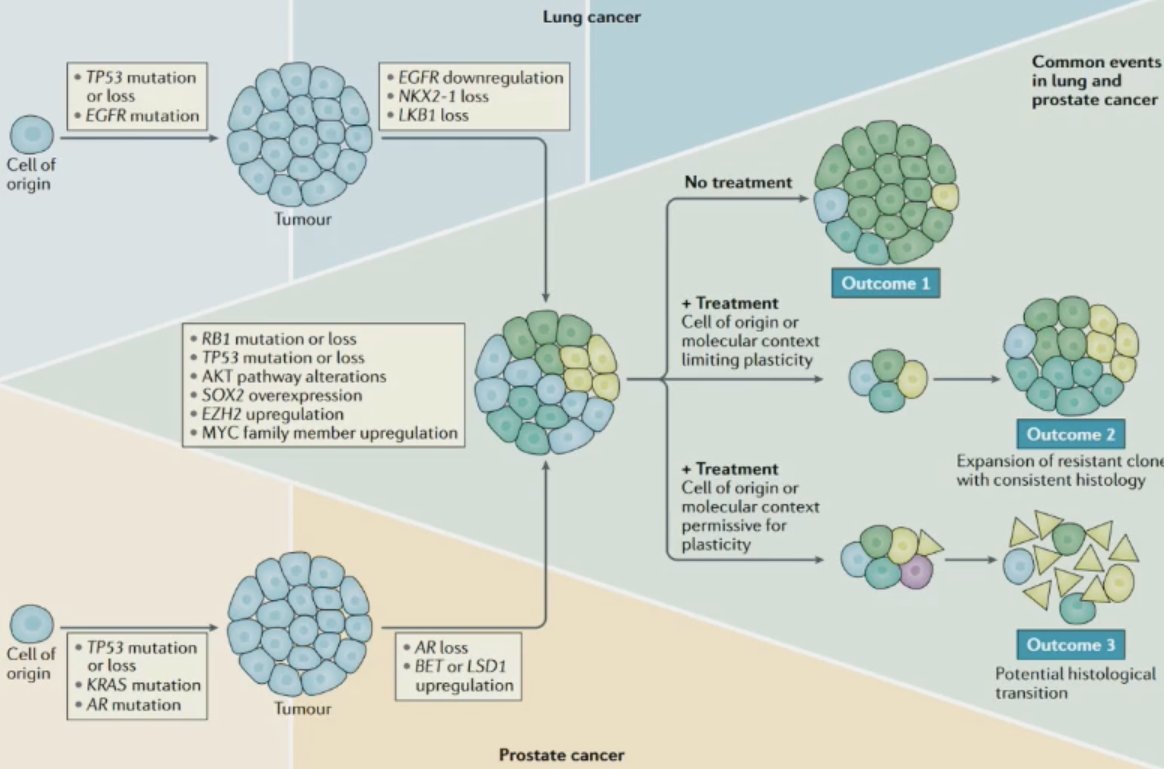 loss of tumor suppressors, activation of oncogenic drivers, and epigenetic changes that occur in ~15% of patients treated with androgen receptor pathway inhibitors