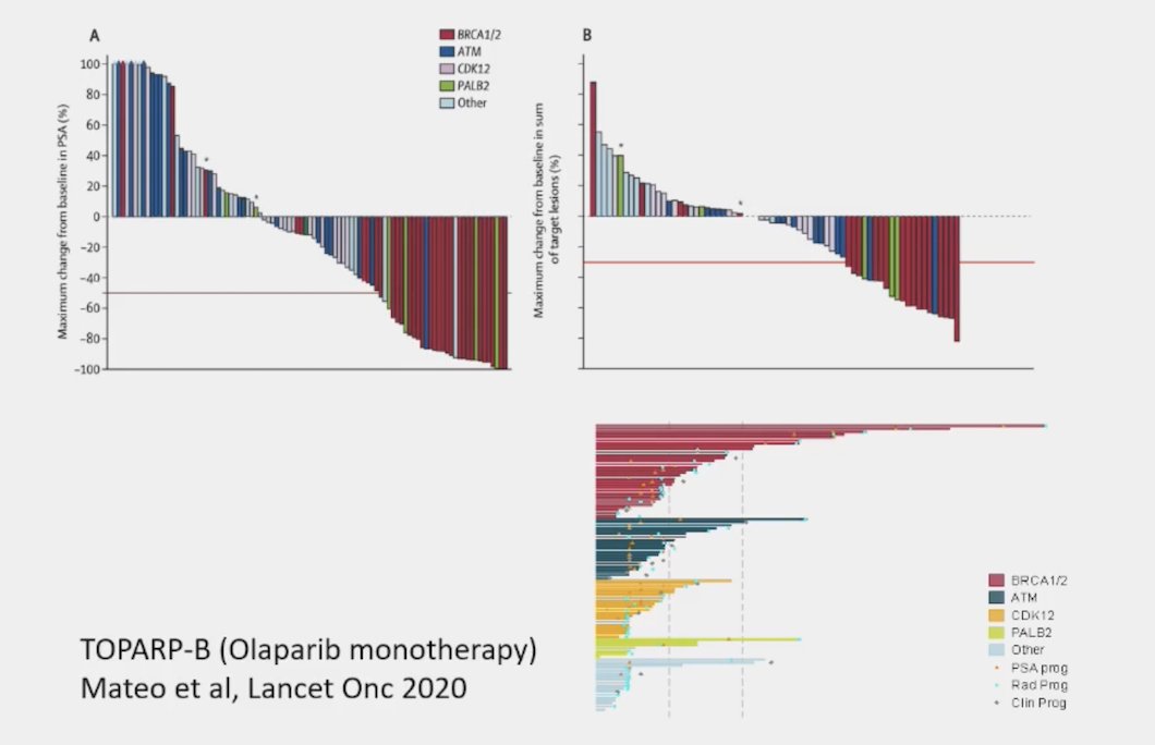 TOPARP-B trial of olaparib monotherapy