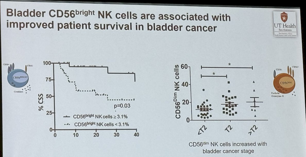 Intratumoral CD56bright&nbsp;NK cells