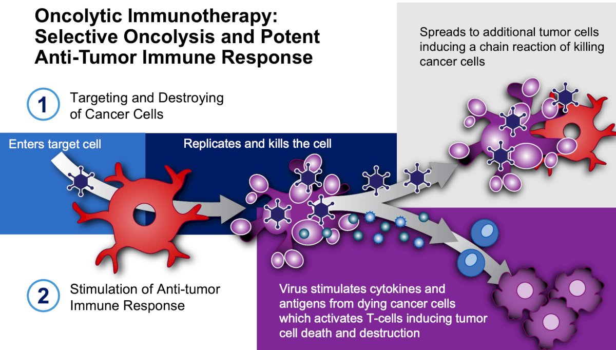 oncolytic immunotherapy is selective oncolysis and potent antitumor response, with the following steps