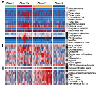 intense molecular and clinical heterogeneity in non muscle invasive bladder cancer