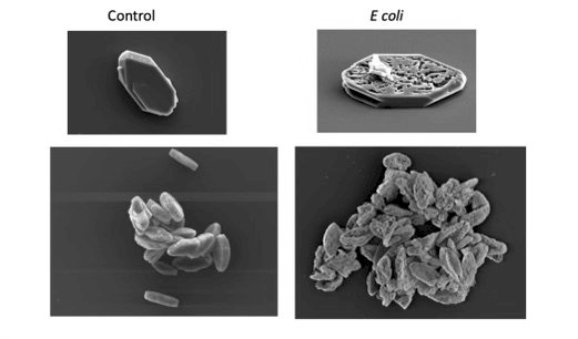 bacterial-influenced crystals exhibited central rough etchings and increased surface aggregation, leading to erratic connections between crystals