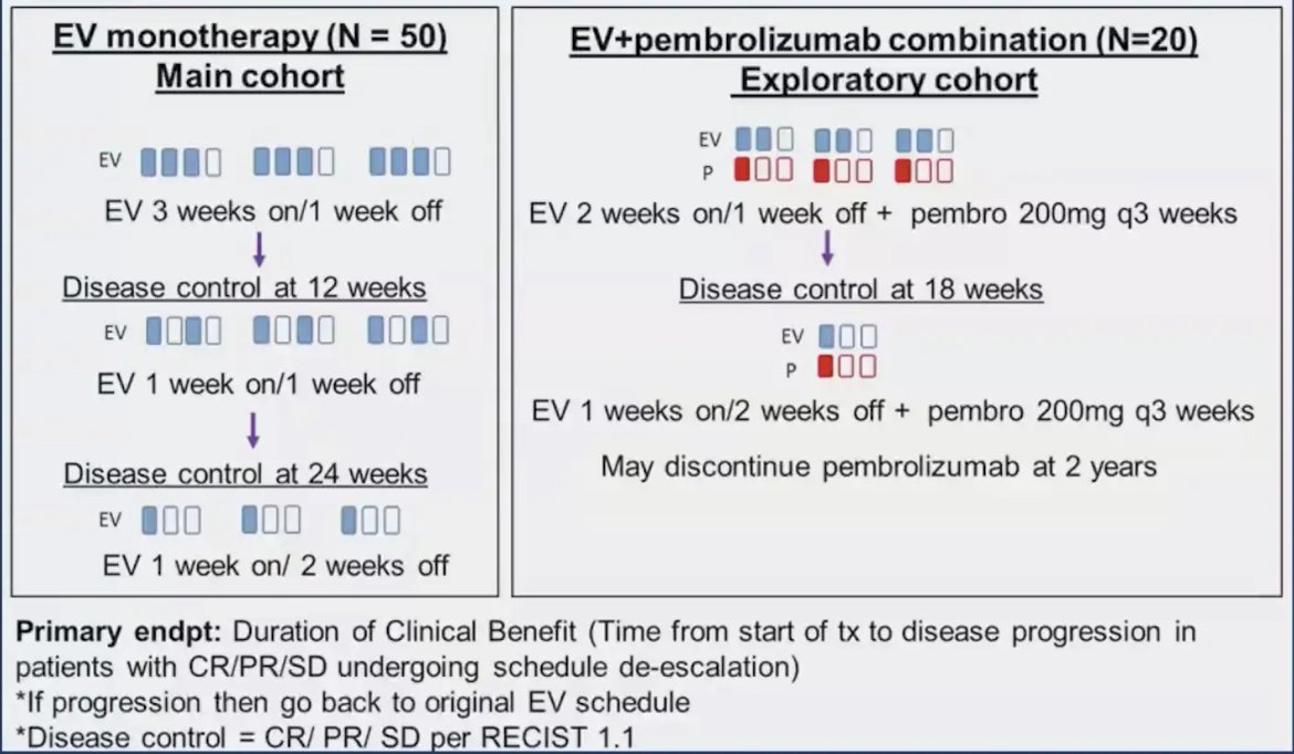 “A Pilot Trial of Enfortumab Vedotin Schedule De-escalation in Metastatic Urothelial Carcinoma” looking at reducing treatment burden among patients responding to enfortumab vedotin + pembrolizumab over time