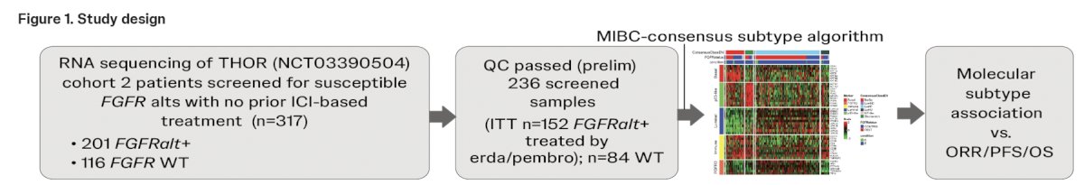 All available tumors from patients enrolled in THOR Cohort 2 (FGFR3 alteration&nbsp;positive; n = 201) and a subset of FGFR wildtype (n = 116), who were anti-PD-L/PD1 naïve, were used to perform whole transcriptome RNA sequencing, where 152 and 84, respectively, passed quality control