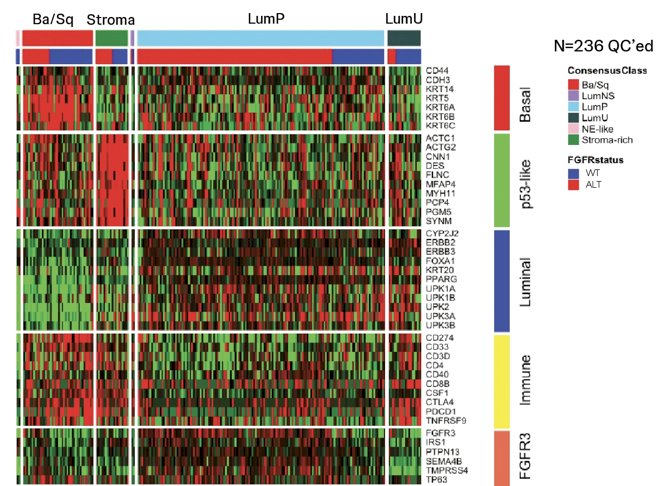 Molecular classification of tumors identified a significant proportion of luminal-papillary subtype in the tumors harboring&nbsp;FGFR3 alteration&nbsp;compared to FGFR wild-type