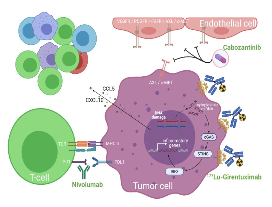 Combination 177Lu Girentuximab plus Cabozantinib and Nivolumab illustration