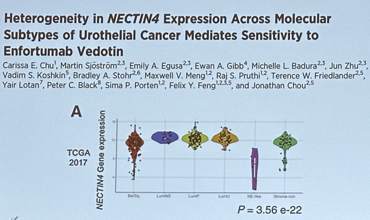 NECTIN4 gene has been shown to be heterogenous across molecular subtypes of bladder cancer and is significantly enriched in luminal subtypes