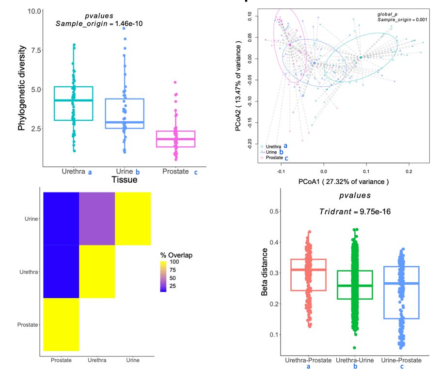 prostate microbiome