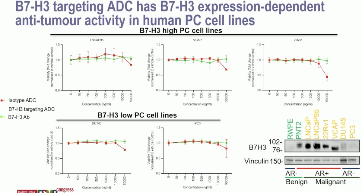 B7-H3 targeting with an antibody-drug conjugate with a topoisomerase-1 payload was associated with an expression-dependent anti-tumor activity in human prostate cancer cell lines