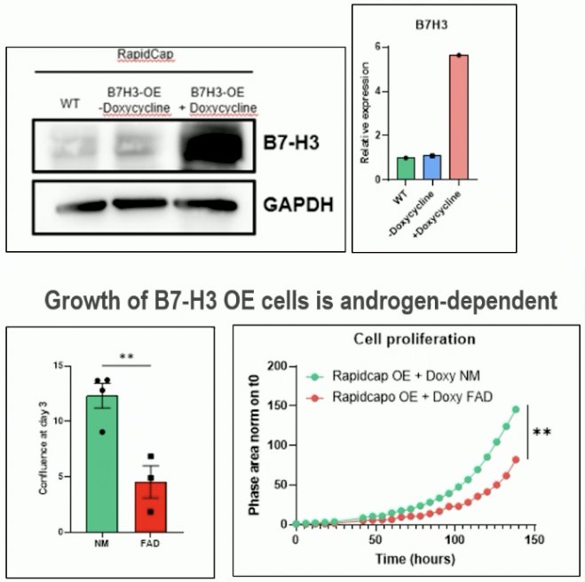 doxycycline-inducible B7-H3 overexpression in vitro (RapidCaP cell line). The growth of these B7-H3 OE cells was shown to be androgen dependent