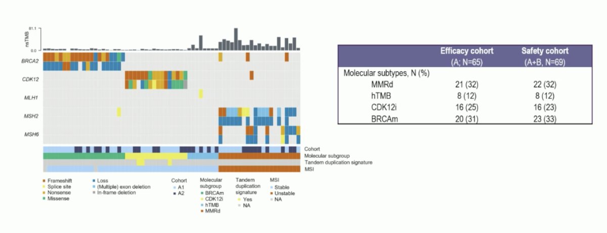 The median age was 69 [range 50-82]. Cohort A consisted of 65 patients, 21 patients had mismatch repair deficiency (32%), 8 hTMB (12%), 20&nbsp;BRCA2 mutations (31%) and 16&nbsp;CDK12i (25%)