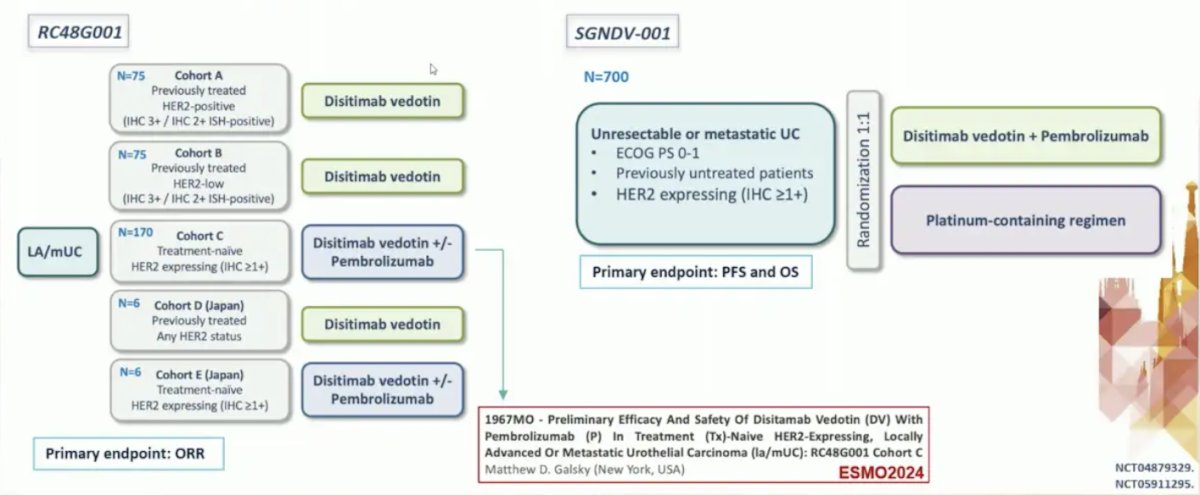 Previous phase 2 trials have shown a response rate of ~50% with disitamab vedotin. Several ongoing trials are assessing this agent, specifically RC48G001 (cohort C data being presented at ESMO 2024) and SGNDV-001