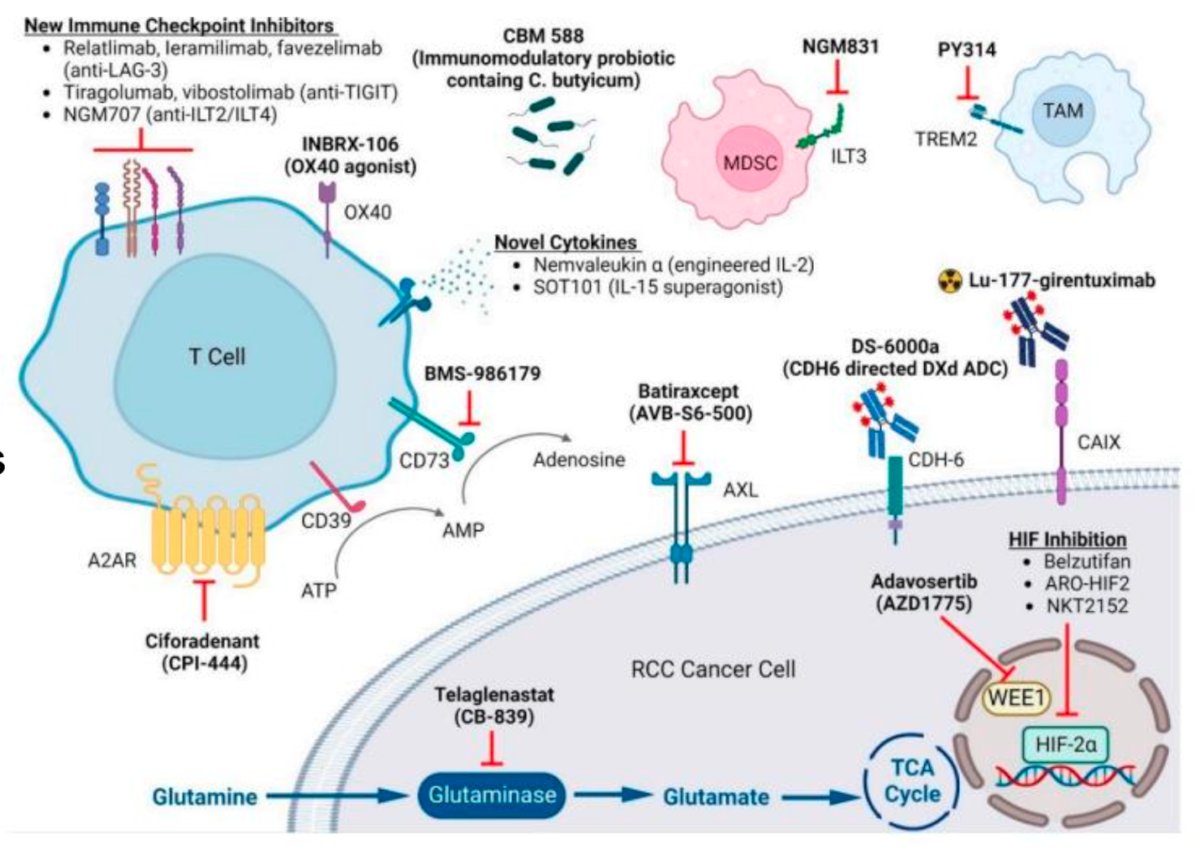 ultiple new molecules being explored, including immunomodulatory probiotics, new cytokines, new immune checkpoint inhibitors (relatlimab, leramilimab, favezlimab), HIF inhibitors, and CAR-T cell therapy