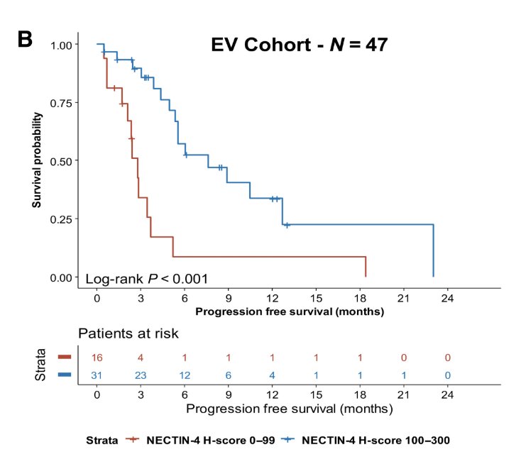 he absence or weak membranous Nectin-4 expression (H-score 0-99) is associated with shorter progression free survival on enfortumab vedotin