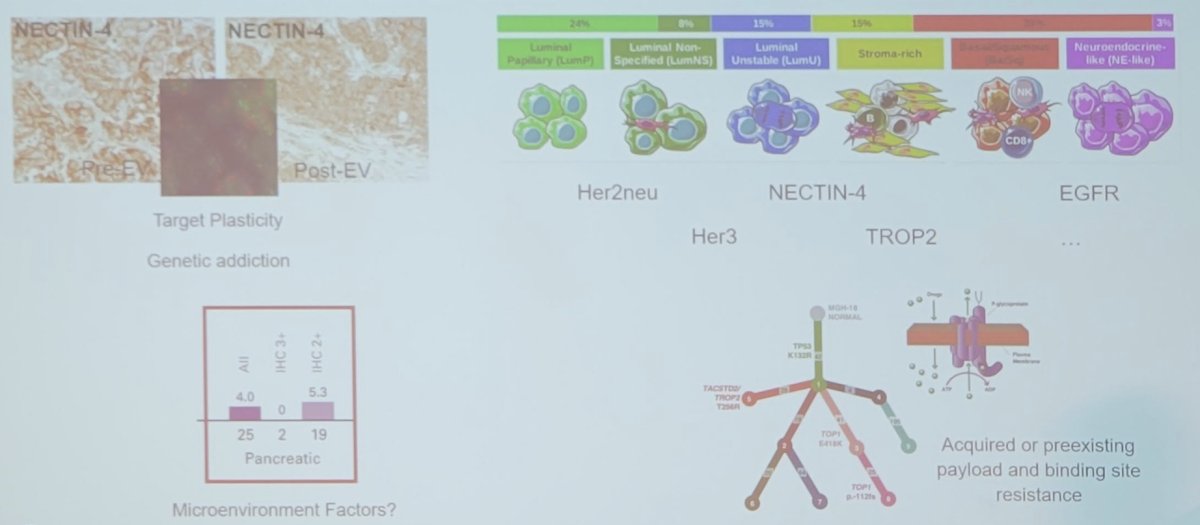 mechanisms of resistance to antibody drug conjugates